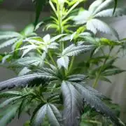 Purple Punch OG🍇IV