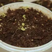 Ma Huang last batch🤯