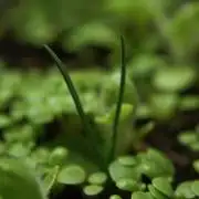 Ma Huang last batch🤯