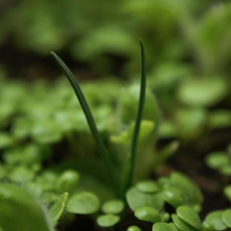 Ma Huang last batch🤯