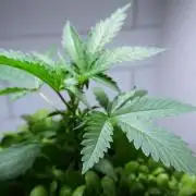 Purple Punch OG🍇IV