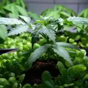 Purple Punch OG🍇IV