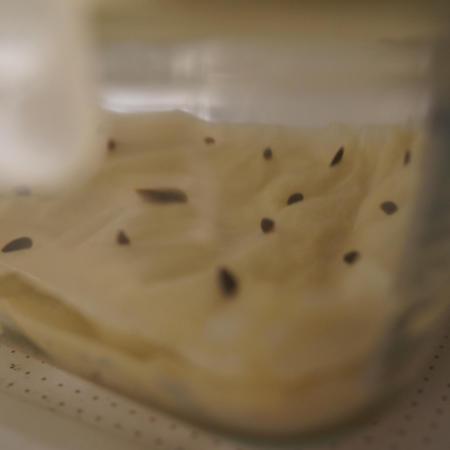 Ma Huang last batch🤯