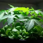 Making Monster(s) 🗿