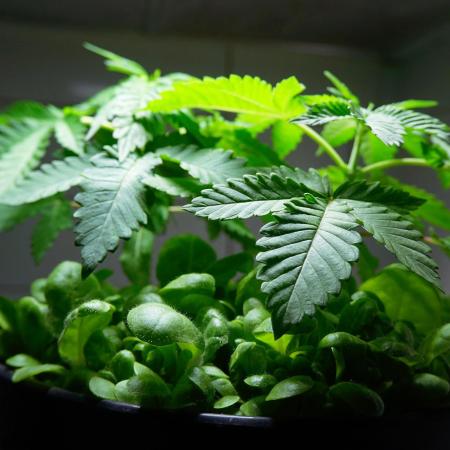 Making Monster(s) 🗿