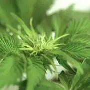 Making Monster(s) 🗿