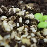 Syrian rue / Peganum harmala