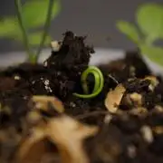 Ma huang / Ephedra sinica II