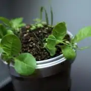 Ma huang / Ephedra sinica II