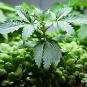 Purple Punch OG🍇IV