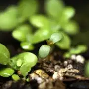 Syrian rue / Peganum harmala