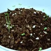 Ma huang / Ephedra sinica II