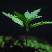 Purple Punch OG🍇IV