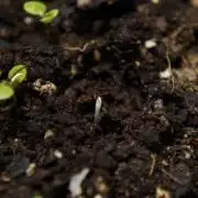 Syrian rue / Peganum harmala II