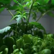 Purple Punch OG🍇IV