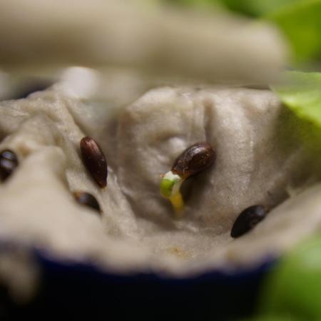 Ma Huang / Ephedra Sinica