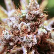 Red Hot Cookies🤟
