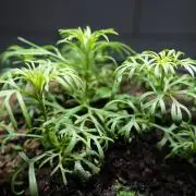 Syrian rue / Peganum harmala II