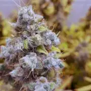 ChocolateFaceOG💩+the tweaker easter egg