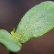 Strawberries & Cola 🍓🥤