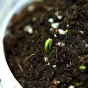 Ma huang / Ephedra sinica II