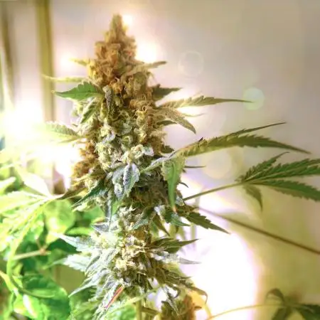 Purple Punch OG🤟