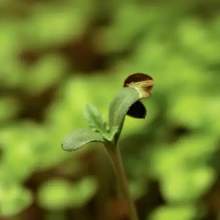 PPOGII