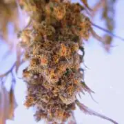 CBD Blue Shark🍌🤬⚧🏴‍☠️