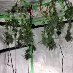 Jager Kush Fem House Seeds