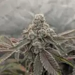 Irvine Seed Co Premium