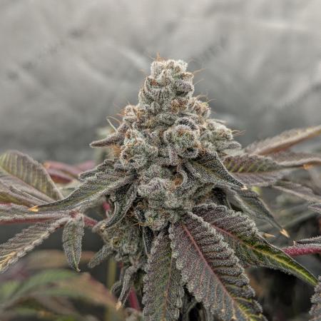 Irvine Seed Co Premium