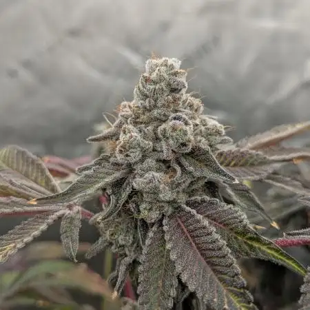 Irvine Seed Co Premium