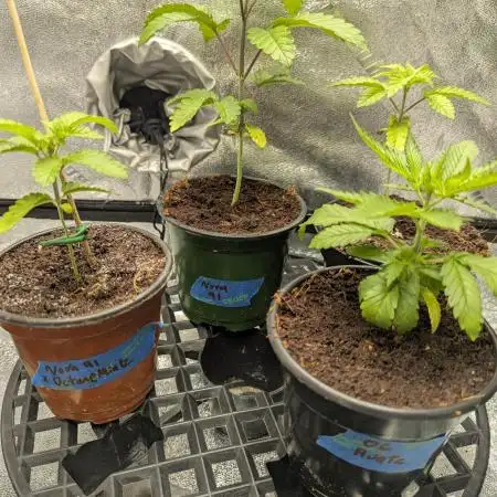 Irvine Seed Co Premium