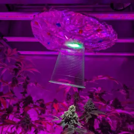 Irvine Seed Co Premium