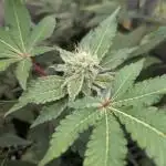 Irvine Seed Co Premium