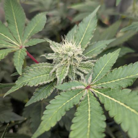 Irvine Seed Co Premium