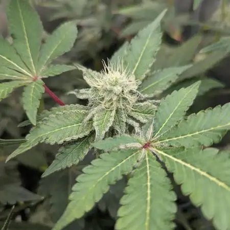 Irvine Seed Co Premium