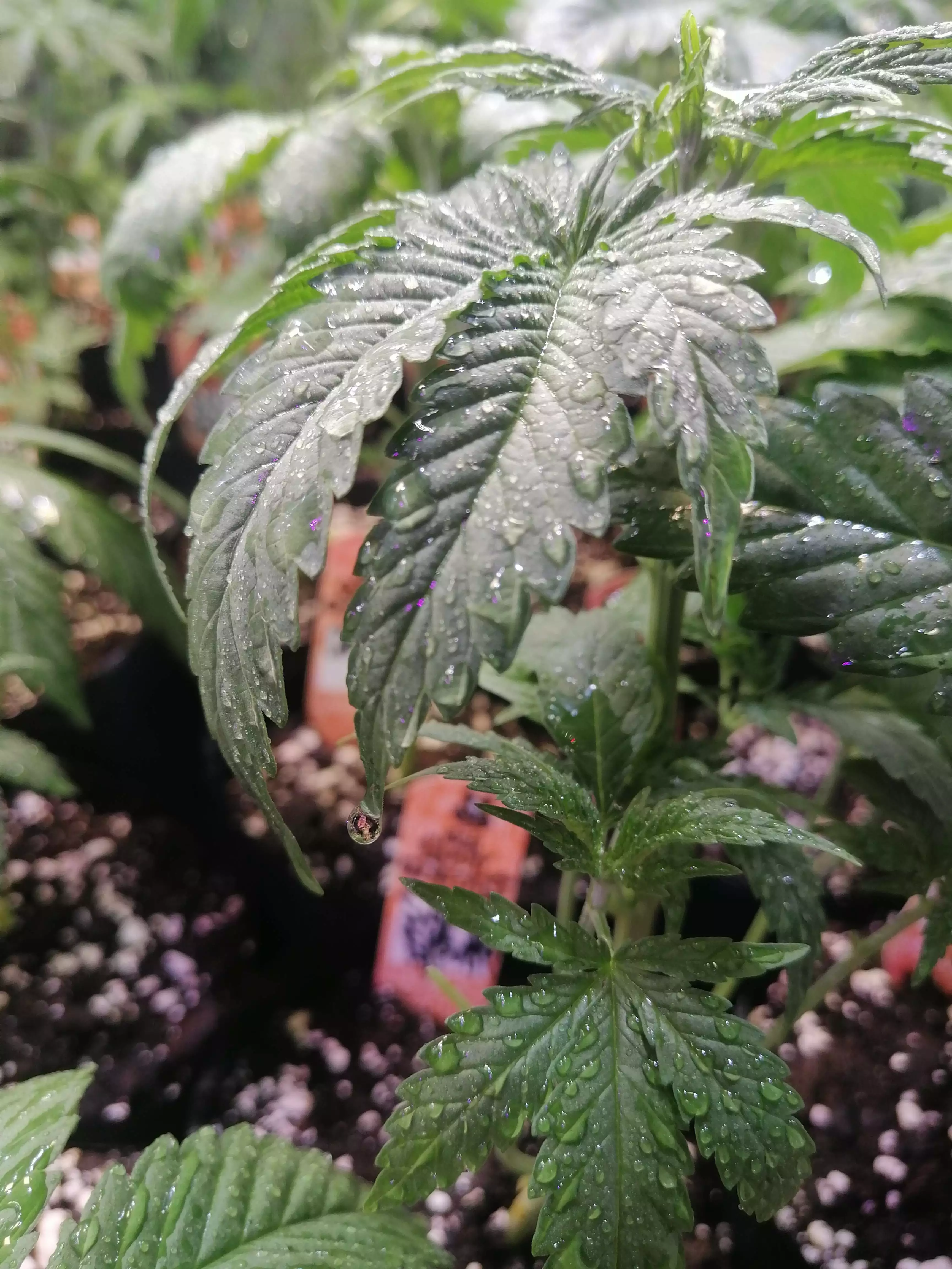 BCN Power Plant Seeds by Seedstockers - GrowDiaries