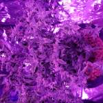 random bagseed 