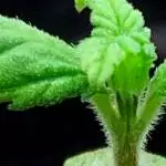 Black Lemon Auto