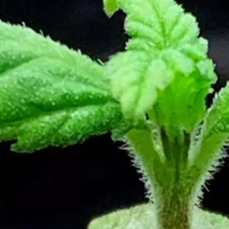 Black Lemon Auto