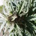 Critical Purple Grow