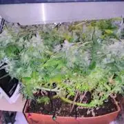 Royal Dwarf (PC's case)