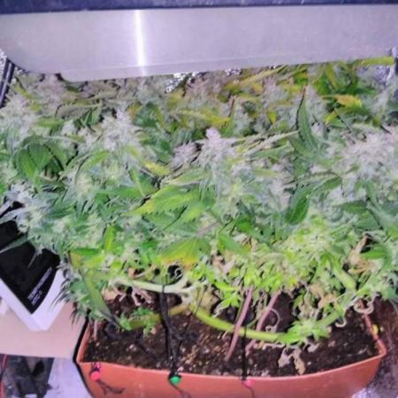 Royal Dwarf (PC's case)