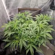Stress Killer Automatic CBD