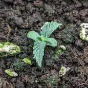 Stress Killer Automatic CBD
