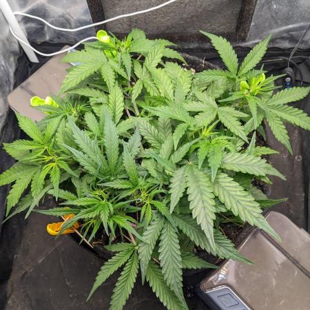 Stress Killer Automatic CBD