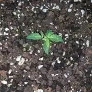 Stress Killer Automatic CBD