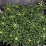 Stress Killer Automatic CBD