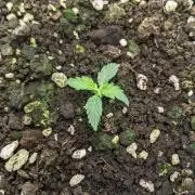 Stress Killer Automatic CBD